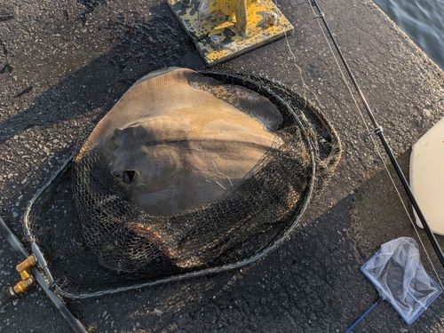 アカエイの釣果