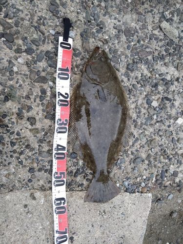 ヒラメの釣果