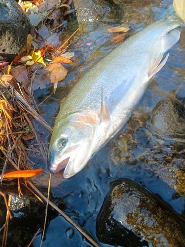 ニジマスの釣果