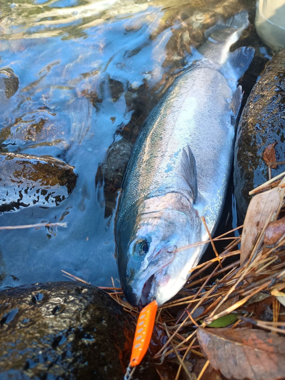 DAIWA 23トラウト X NT 48ULB・Nの最安値・インプレ・釣果 | 本音の