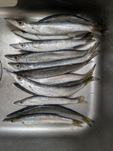 カマスの釣果