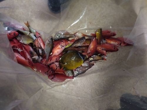 ウマヅラハギの釣果