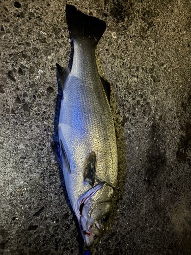 ヒラスズキの釣果