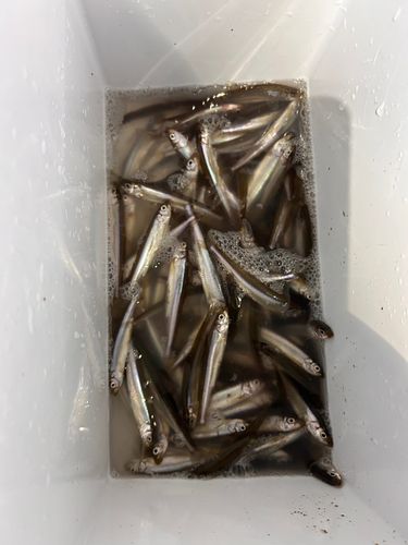 ワカサギの釣果