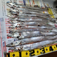 タチウオの釣果