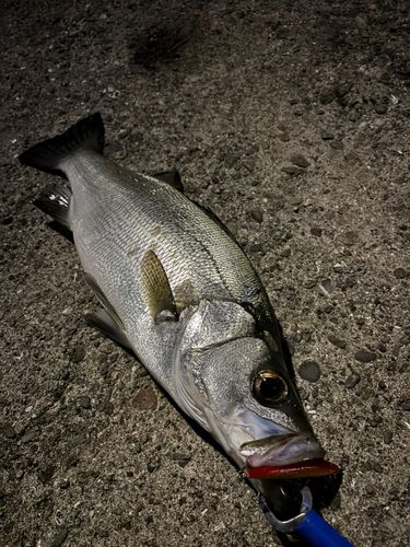 ヒラスズキの釣果