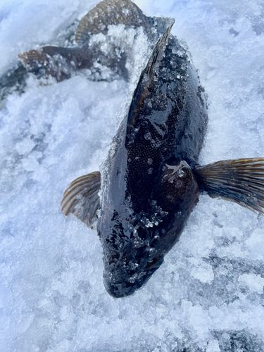 アイナメの釣果