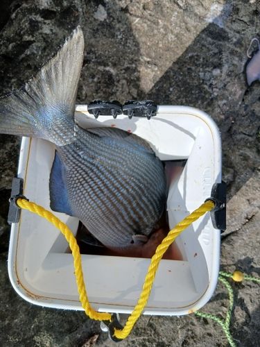 イスズミの釣果