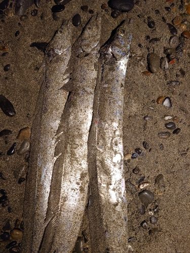 タチウオの釣果