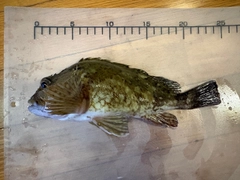 アラカブの釣果