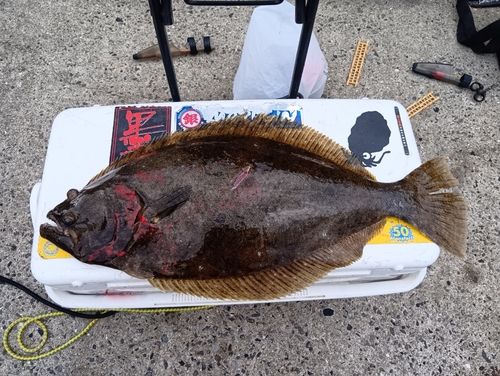 ヒラメの釣果