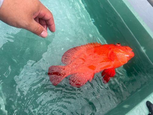 アザハタの釣果