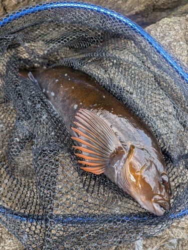 アイナメの釣果