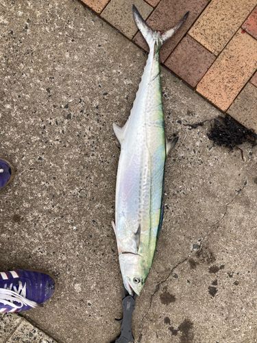 サワラの釣果