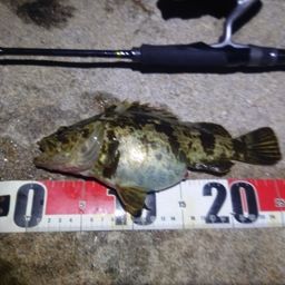 タケノコメバル