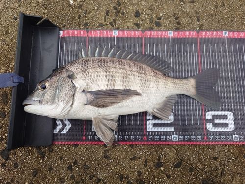 クロダイの釣果