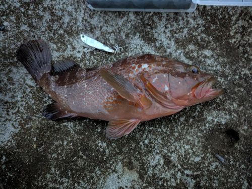 オオモンハタの釣果