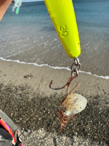 太田川河口（那智勝浦）