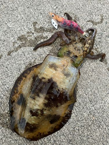アオリイカの釣果