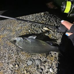 セイゴ（ヒラスズキ）