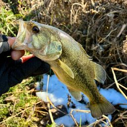 ラージマウスバス