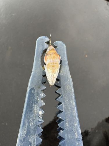 ヒイラギの釣果