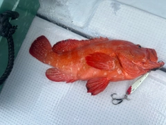 アザハタの釣果