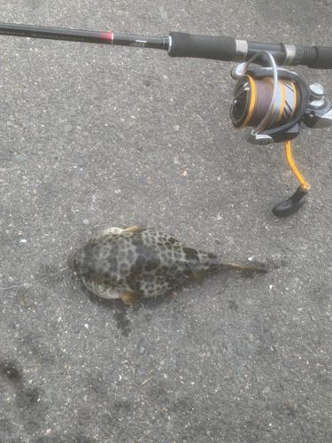 フグの釣果