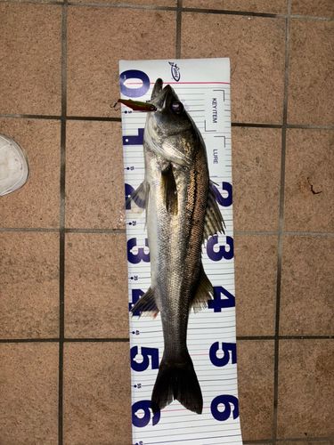 シーバスの釣果