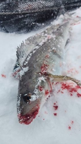 ホッケの釣果