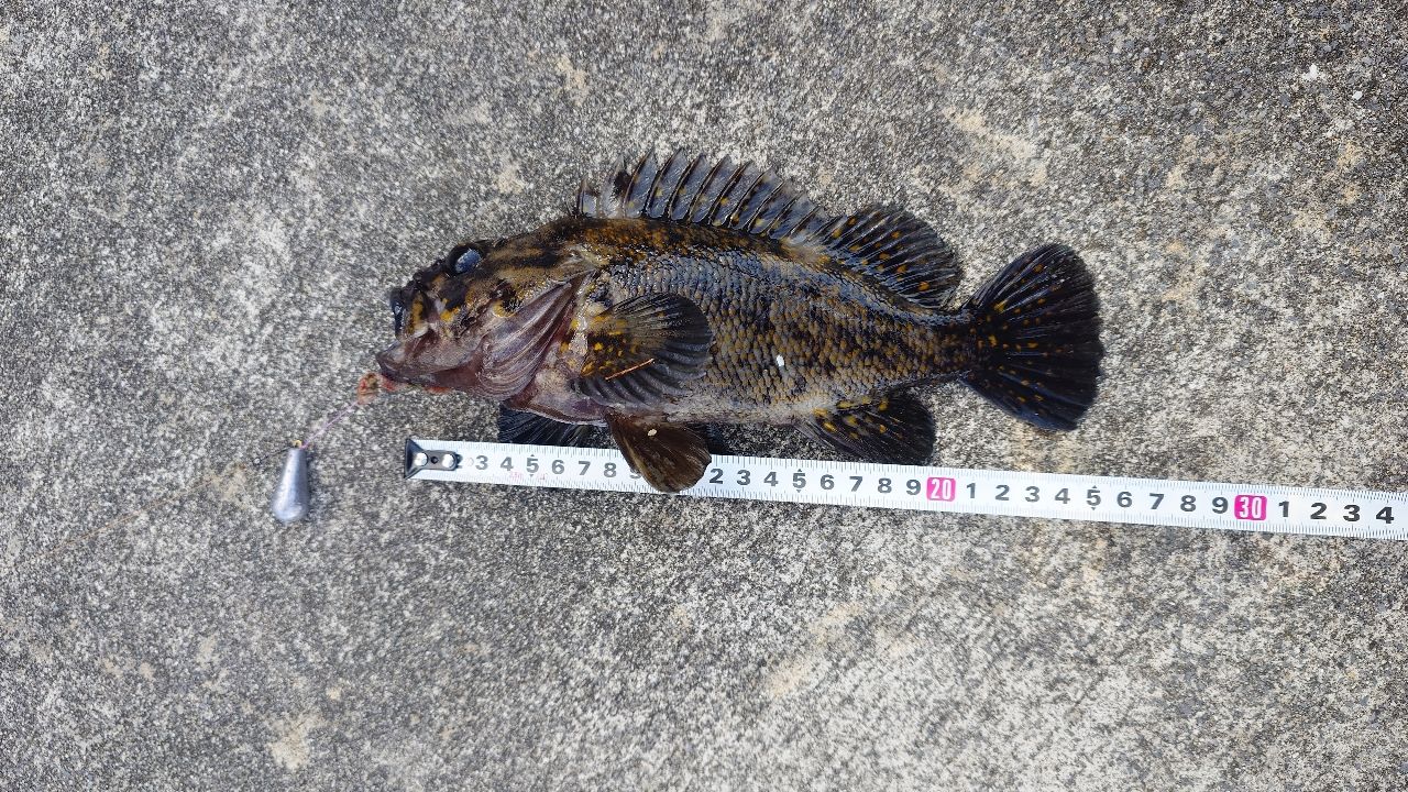 オウゴンムラソイ