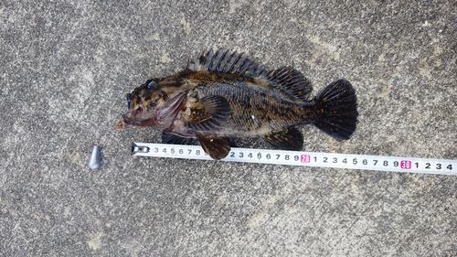 オウゴンムラソイの釣果