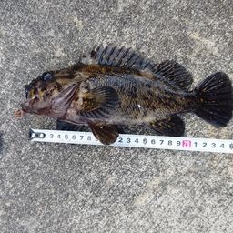 オウゴンムラソイ