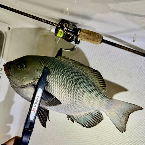 クチブトグレの釣果