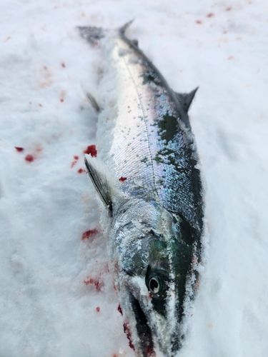 サクラマスの釣果