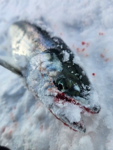 サクラマスの釣果