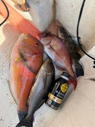 スマカツオの釣果