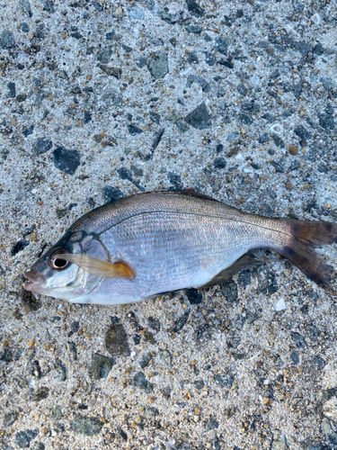 ウミタナゴの釣果