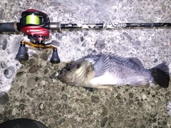 クロソイの釣果