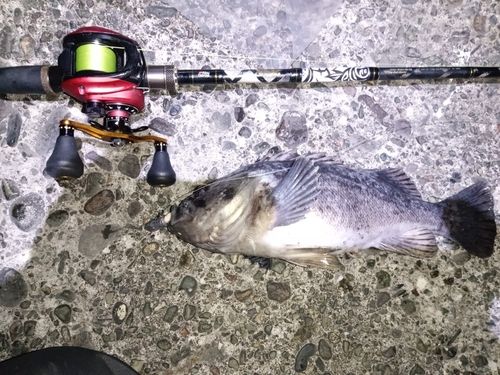 クロソイの釣果