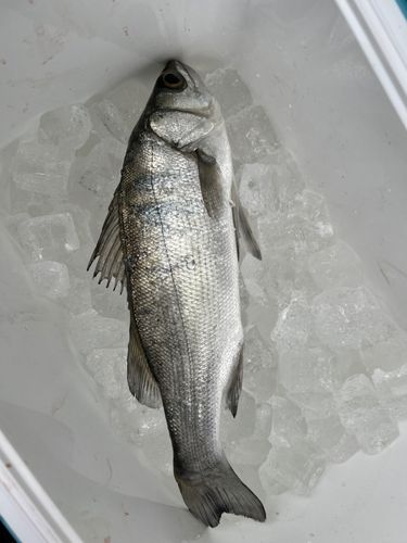 福岡市海づり公園