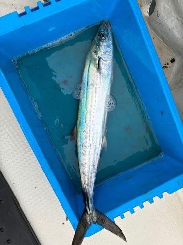 サゴシの釣果