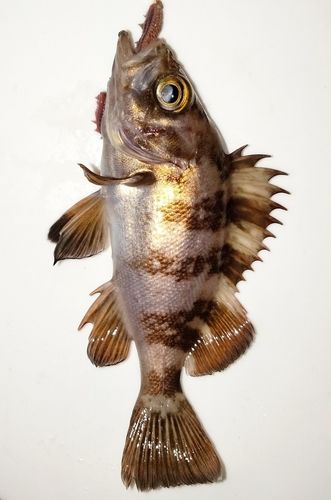 シロメバルの釣果