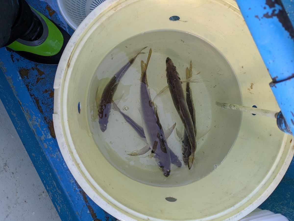 チュンチュン丸さんの釣果 2枚目の画像