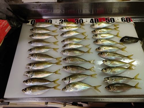 マアジの釣果