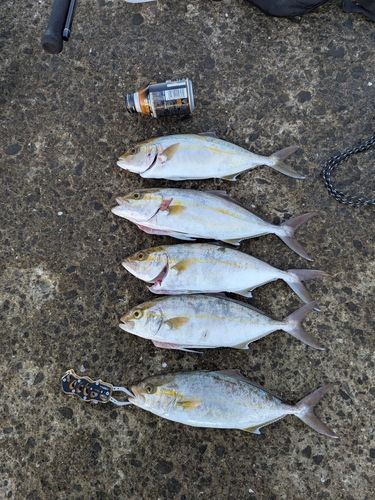 カンパチの釣果