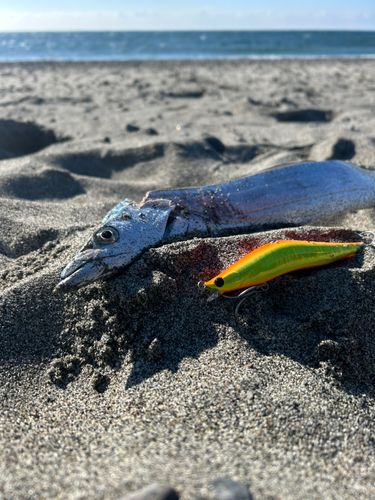 タチウオの釣果