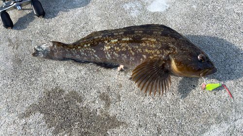 アイナメの釣果