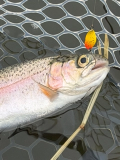 ニジマスの釣果