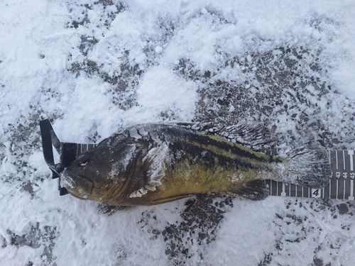 シマソイの釣果